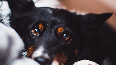 foto van puppy